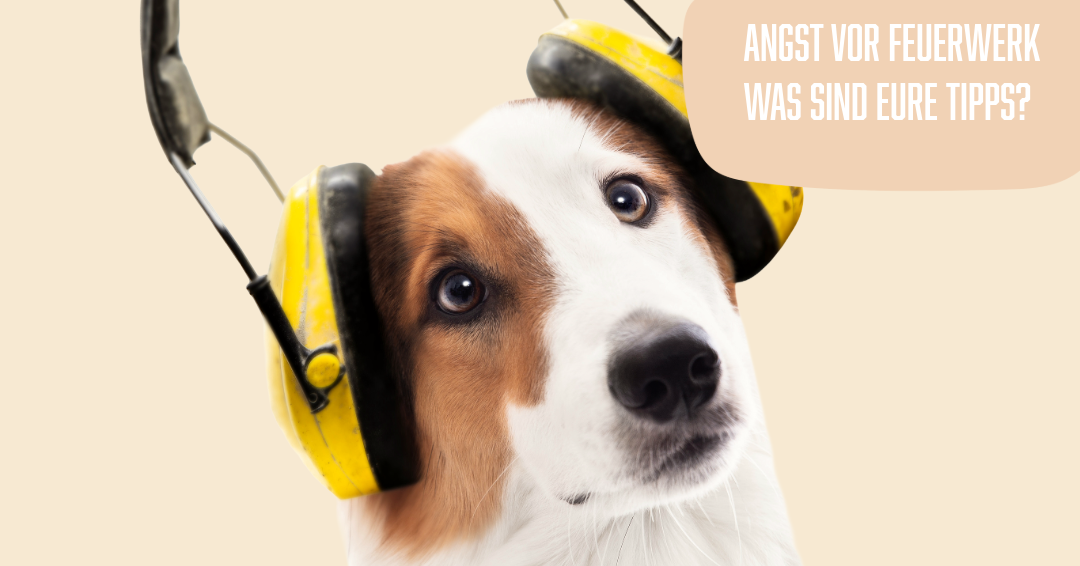 Wenn Knall & Chaos Angst machen: Ganzheitliche Unterstützung für deinen Hund an Silvester