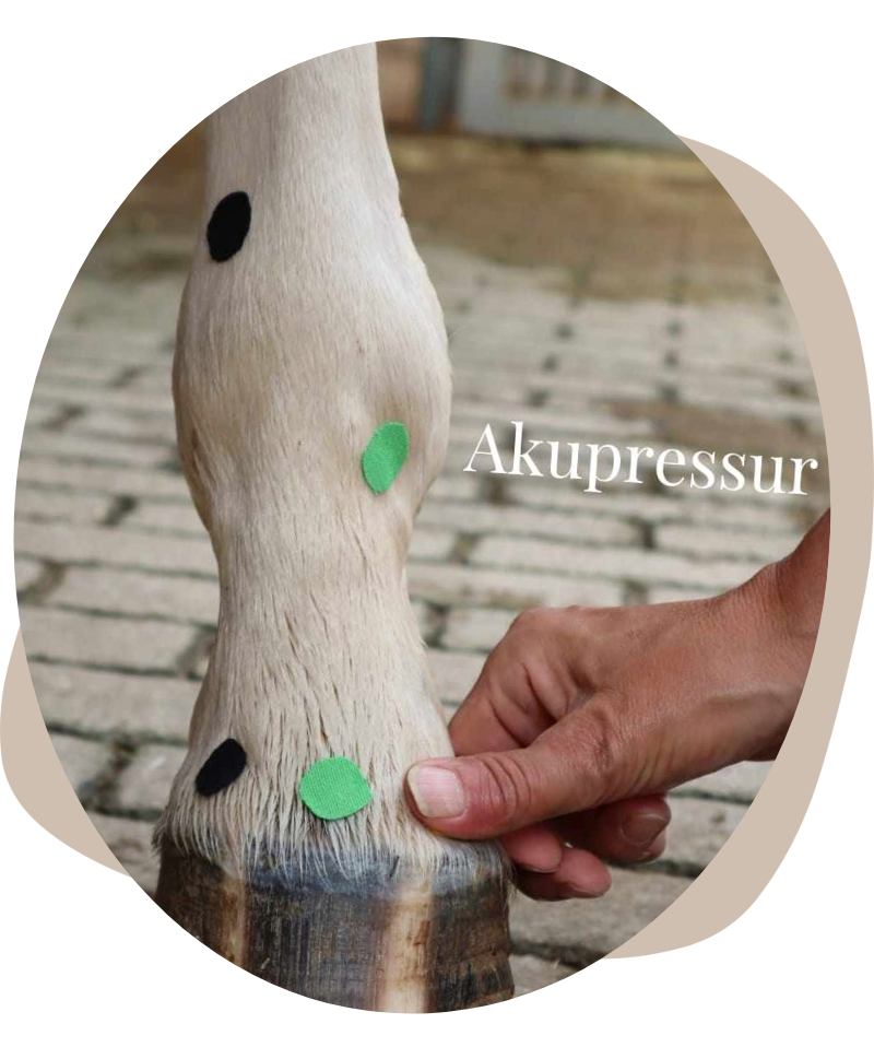 Akupressur Pferd Rheinland Pfalz Ganzheitlich Tierisch 55576 Wöllstein