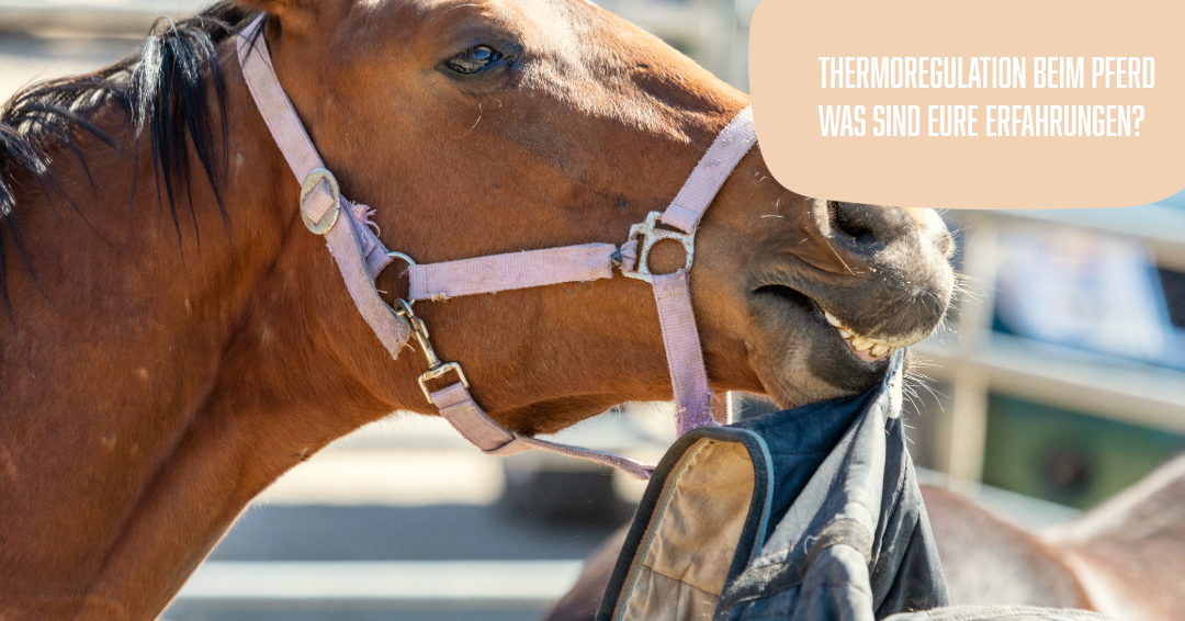 Thermoregulation beim Pferd