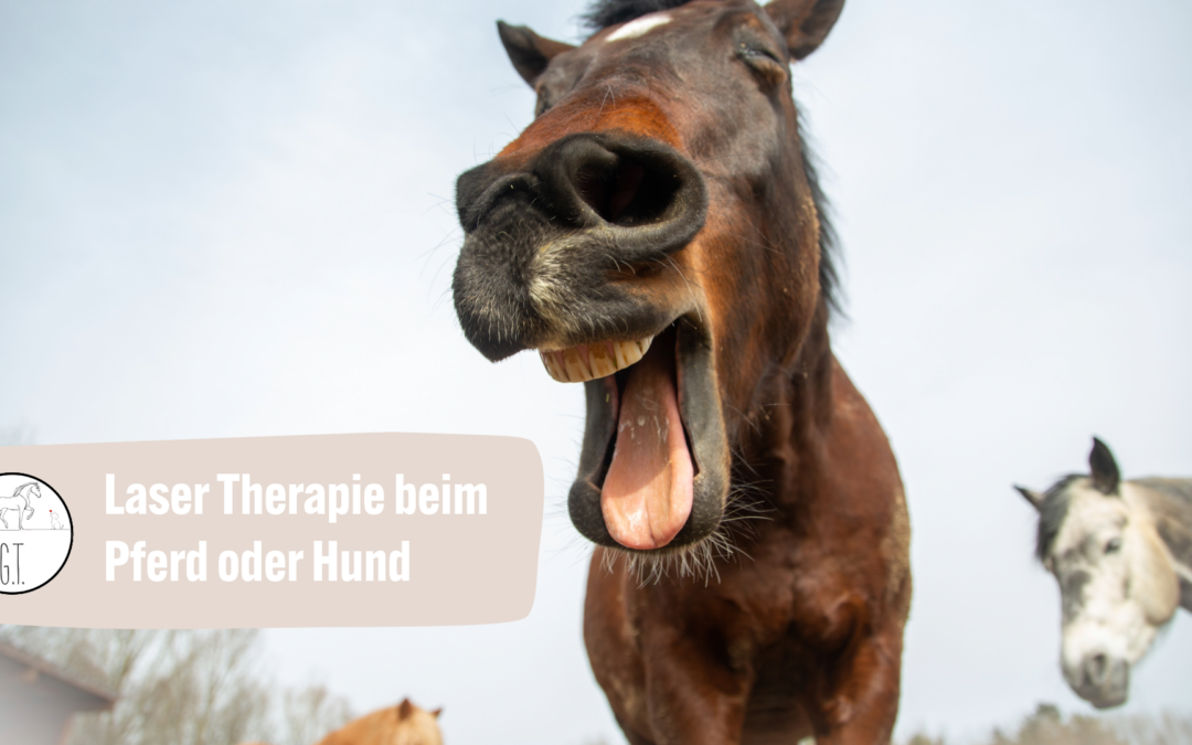 Lasertherapie bei Pferden und Hunden