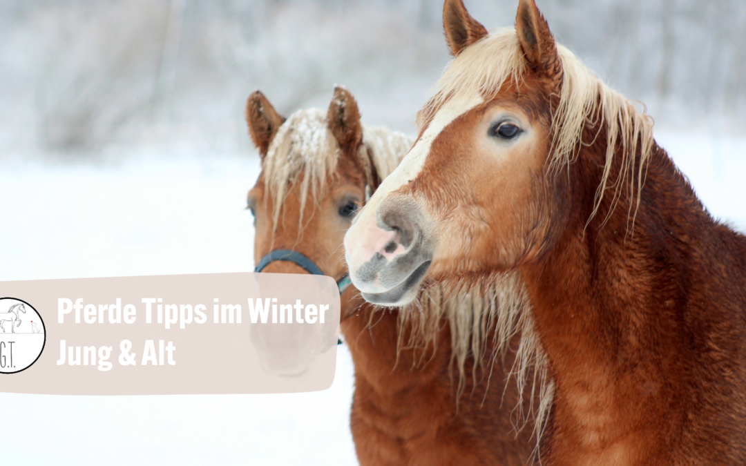Winterzeit mit Pferden: Was sie wirklich brauchen – und warum Alter den Unterschied macht