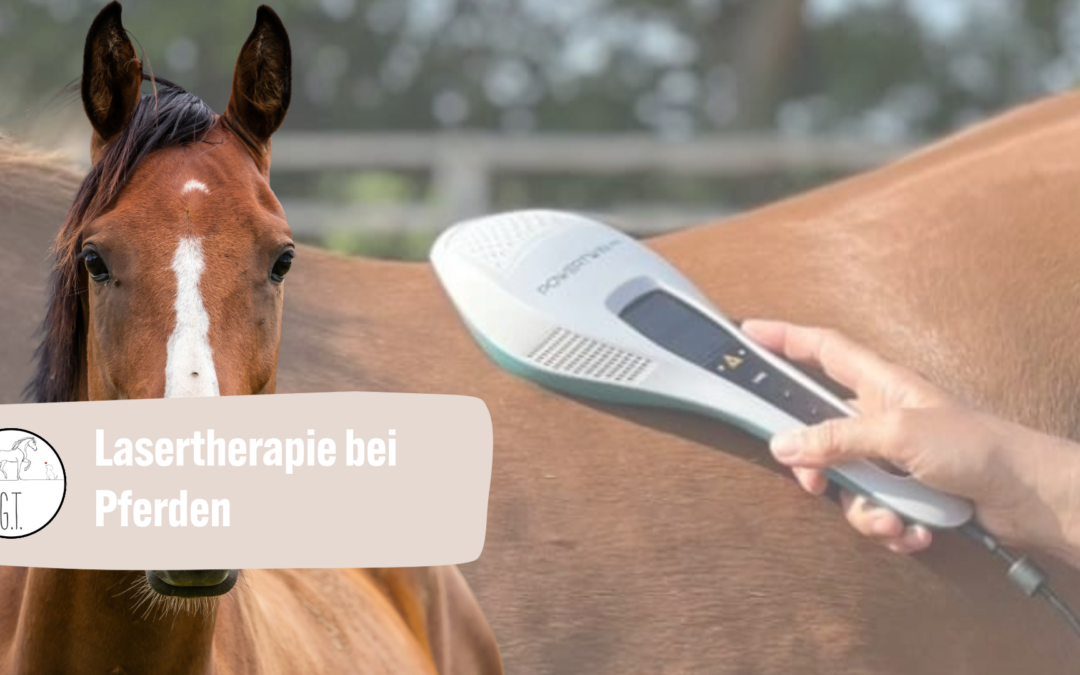 Lasertherapie bei Pferden und Hunden – Sanfte Impulse für tiefe Heilungsprozesse